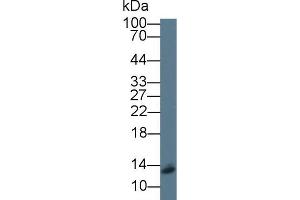 Western blot analysis of Human 293T cell lysate, using Mouse SRP9 Antibody (1 µg/ml) and HRP-conjugated Goat Anti-Rabbit antibody ( (SRP9 抗体  (AA 2-86))