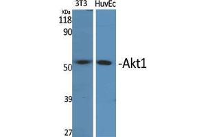 Western Blot (WB) analysis of 3T3, HuvEc cells using Akt1 Polyclonal Antibody. (AKT1 抗体  (Ser134))