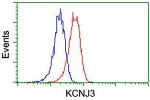 Image no. 2 for anti-Potassium Inwardly-Rectifying Channel, Subfamily J, Member 3 (KCNJ3) (AA 279-501) antibody (ABIN1491313) (KCNJ3 抗体  (AA 279-501))