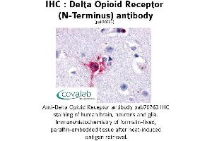 Image no. 1 for anti-Opioid Receptor, delta 1 (OPRD1) (Extracellular Domain), (N-Term) antibody (ABIN1733583) (OPRD1 抗体  (Extracellular Domain, N-Term))