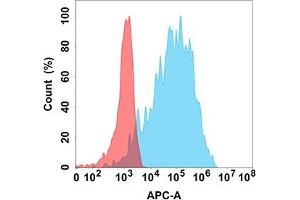 Flow cytometry analysis with Anti-FAP (DM154) on Expi293 cells transfected with human FAP (Blue histogram) or Expi293 transfected with irrelevant protein (Red histogram). (FAP 抗体  (AA 30-760))