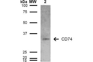 Western Blot analysis of Human Lymphoblastoid cell line (Raji) showing detection of 33-35 kDa CD74 protein using Mouse Anti-CD74 Monoclonal Antibody, Clone 6D9 . (CD74 抗体  (AA 1-100) (Biotin))