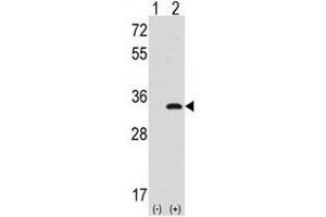 Image no. 2 for anti-Cyclin-Dependent Kinase 1 (CDK1) (N-Term) antibody (ABIN357035) (CDK1 抗体  (N-Term))