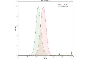 Detection of ANP32A in Raji human Burkitt's lymphoma cell line using Anti-Acidic Nuclear Phosphoprotein 32 Family, Member A (ANP32A) Polyclonal Antibody (PHAP1 抗体  (AA 2-175))