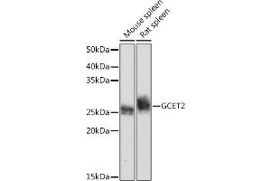 Western blot analysis of extracts of various cell lines, using GCET2 Rabbit mAb (ABIN7267378) at 1:1000 dilution. (GCET2 抗体)