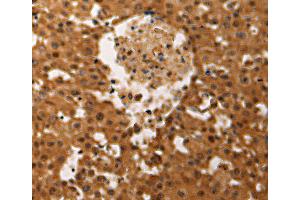 Immunohistochemistry (IHC) image for anti-Jun D Proto-Oncogene (JUND) antibody (ABIN2431163) (JunD 抗体)