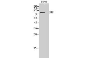 Western Blotting (WB) image for anti-Fibroblast Growth Factor Receptor Substrate 2 (FRS2) (Tyr580) antibody (ABIN3175165) (FRS2 抗体  (Tyr580))