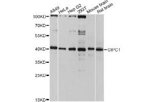 Western blot analysis of extracts of various cell lines, using GIPC1 antibody (ABIN4903763) at 1:3000 dilution. (GIPC1 抗体)