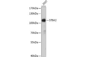 Western blot analysis of extracts of 293T cells, using STIM2 antibody (ABIN7270611) at 1:1000 dilution. (Stim2 抗体  (AA 60-180))