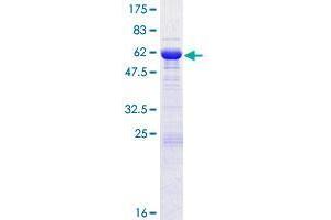 SGTB Protein (AA 1-304) (GST tag)