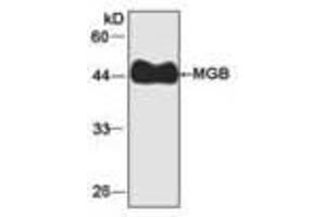 Image no. 1 for anti-Myoglobin (MB) antibody (ABIN791535) (Myoglobin 抗体)