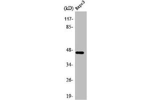 Western Blot analysis of BxPc3 cells using AR-β2 Polyclonal Antibody (beta 2 Adrenergic Receptor 抗体)