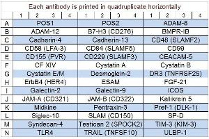 Image no. 1 for Human Cytokine Array Q10 (ABIN4956043) (人 Cytokine Array Q10)