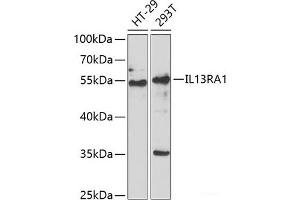 Western blot analysis of extracts of various cell lines using IL13RA1 Polyclonal Antibody at dilution of 1:1000. (IL13 Receptor alpha 1 抗体)