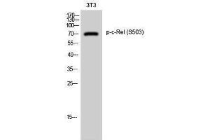 Western Blotting (WB) image for anti-REL proto-oncogene (c-Rel) (pSer503) antibody (ABIN3173354) (c-Rel 抗体  (pSer503))