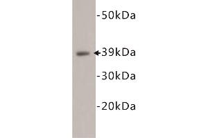 Western Blotting (WB) image for anti-CD14 (CD14) antibody (ABIN1854853) (CD14 抗体)