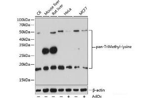 Western blot analysis of extracts of various cell lines using pan-TriMethyl-lysine Polyclonal Antibody at dilution of 1:500. (Trimethylated Lysine 抗体)