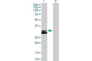 Western Blot analysis of RNASEH2A expression in transfected 293T cell line by RNASEH2A MaxPab polyclonal antibody. (RNASEH2A 抗体  (AA 1-299))