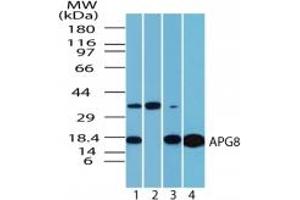 Image no. 3 for anti-Microtubule-Associated Protein 1 Light Chain 3 alpha (MAP1LC3A) (AA 1-50) antibody (ABIN207748) (MAP1LC3A 抗体  (AA 1-50))