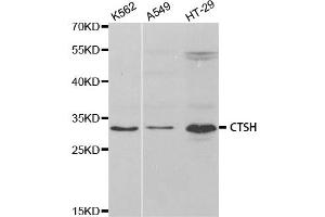 Western Blotting (WB) image for anti-Cathepsin H (CTSH) antibody (ABIN1876556) (Cathepsin H 抗体)
