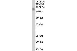 ABIN1049505 (2µg/ml) staining of Peripheral Blood Lymphocytes lysate (35µg protein in RIPA buffer). (CD34 抗体  (C-Term))