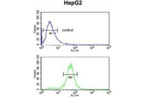 Flow Cytometry (FACS) image for anti-Arginine-Glutamic Acid Dipeptide (RE) Repeats (RERE) antibody (ABIN3004391) (RERE 抗体)