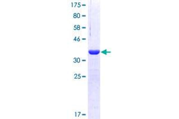 TYK2 Protein (AA 276-375) (GST tag)