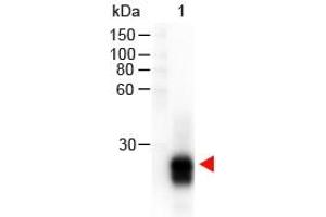 Lane 1: Rabbit IgG F(ab'')2. (山羊 anti-兔 IgG (F(ab')2 Region) Antibody (HRP))