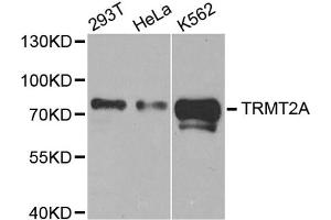 Western blot analysis of extracts of various cell lines, using TRMT2A antibody. (TRMT2A 抗体)