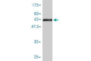 Western Blot detection against Immunogen (65. (PPARD 抗体  (AA 1-361))