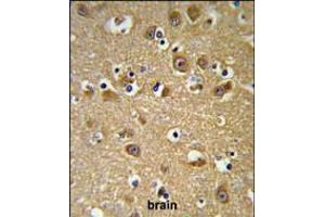 YIPF5 Antibody IHC analysis in formalin fixed and paraffin embedded brain tissue followed by peroxidase conjugation of the secondary antibody and DAB staining. (YIPF5 抗体  (N-Term))