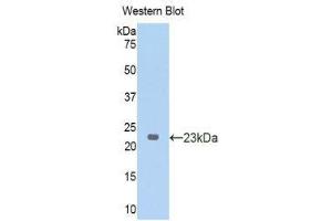 Western Blotting (WB) image for anti-Nitric Oxide Synthase 2, Inducible (NOS2) (AA 43-213) antibody (ABIN1173748) (NOS2 抗体  (AA 43-213))