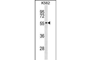 Western blot analysis in K562 cell line lysates (35ug/lane). (POLR1E 抗体  (AA 171-198))