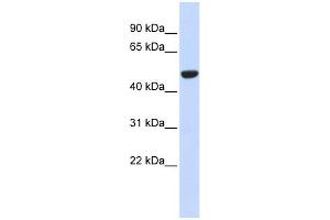 IDH2 antibody used at 1 ug/ml to detect target protein. (IDH2 抗体)