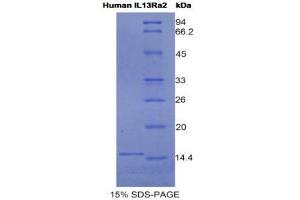 SDS-PAGE (SDS) image for Interleukin 13 Receptor, alpha 2 (IL13RA2) (AA 238-334) protein (His tag) (ABIN1525471) (IL13RA2 Protein (AA 238-334) (His tag))