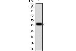 Western blot analysis using RNLS mAb against human RNLS (AA: 68-242) recombinant protein. (RNLS 抗体  (AA 68-242))