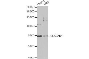 Western blot analysis of extracts of various cell lines, using CEACAM1 antibody (ABIN5970851) at 1/1000 dilution. (CEACAM1 抗体)