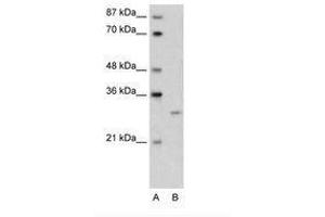 Image no. 1 for anti-Cellular Repressor of E1A-Stimulated Genes 1 (CREG1) (N-Term) antibody (ABIN6736607) (CREG1 抗体  (N-Term))