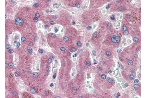 Human Liver (formalin-fixed, paraffin-embedded) stained with c-Metat 15 µg/ml followed by biotinylated goat anti-rabbit IgG secondary antibody, alkaline phosphatase-streptavidin and chromogen. (c-MET 抗体  (C-Term))