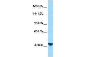 Western Blotting (WB) image for anti-FERM and PDZ Domain Containing 2 (FRMPD2) (N-Term) antibody (ABIN2437085) (FRMPD2 抗体  (N-Term))