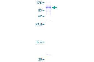 Image no. 1 for Golgi-Associated, gamma Adaptin Ear Containing, ARF Binding Protein 2 (GGA2) (AA 1-613) protein (GST tag) (ABIN1355039) (GGA2 Protein (AA 1-613) (GST tag))