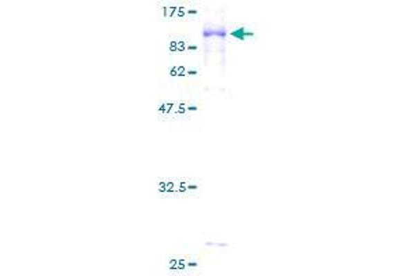 GGA2 Protein (AA 1-613) (GST tag)