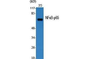 Western Blot (WB) analysis of specific cells using NFkappaB-p65 Polyclonal Antibody. (NF-kB p65 抗体  (Thr735))