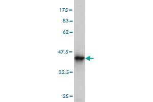 Western Blotting (WB) image for anti-Basic Leucine Zipper ATF-like Transcription Factor (BATF) (AA 34-125) antibody (ABIN564594)