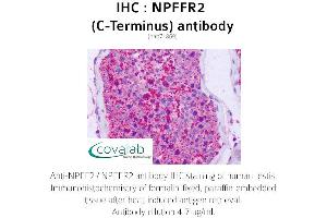 Image no. 2 for anti-Neuropeptide FF Receptor 2 (NPFF2) (C-Term) antibody (ABIN1737471) (NPFFR2 抗体  (C-Term))