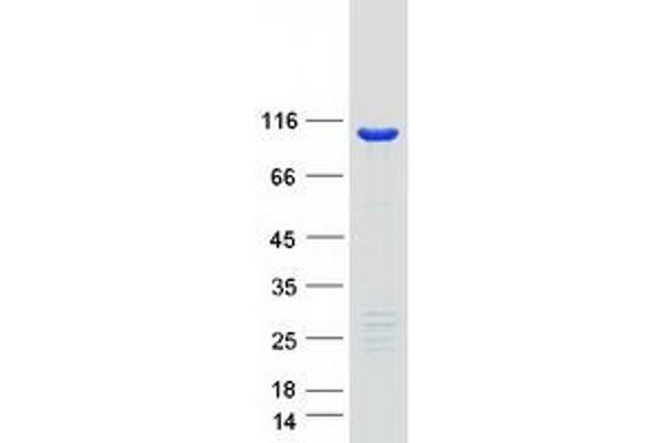 COPB2 Protein (Transcript Variant 1) (Myc-DYKDDDDK Tag)