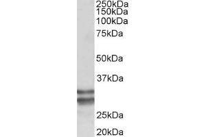Western Blotting (WB) image for anti-Kruppel-Like Factor 13 (KLF13) (AA 45-58) antibody (ABIN5907448) (KLF13 抗体  (AA 45-58))