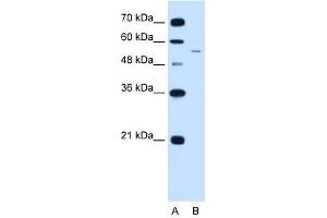 LOC728227 antibody used at 2. (LOC728227 抗体  (C-Term))