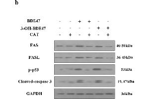 Western Blotting (WB) image for anti-Fas Ligand (TNF Superfamily, Member 6) (FASL) (AA 196-281) antibody (ABIN726410)