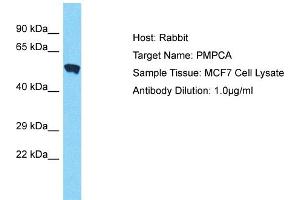 Host: Rabbit Target Name: PMPCA Sample Type: MCF7 Whole Cell lysates Antibody Dilution: 1. (PMPCA 抗体  (C-Term))